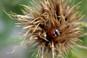Coccinella septempunctata