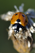 Coccinella septempunctata