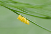 Coccinellidae
