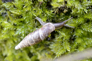 Cochlodina laminata