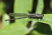 Coenagrion puella