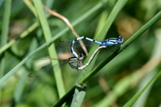 Coenagrion
