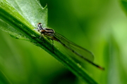 Coenagrion