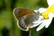 Coenonympha gardetta