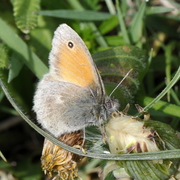 Coenonympha pamphilus