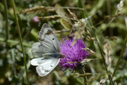 Colias phicomone