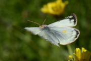 Colias