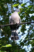Columbiformes