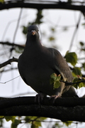 Columba palumbus