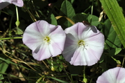Convolvulus arvensis