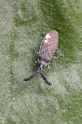 Copium clavicorne
