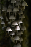 Coprinellus disseminatus