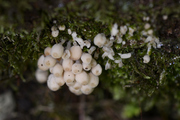Coprinellus disseminatus