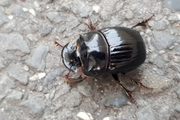 Copris lunaris