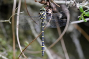 Cordulegaster boltonii