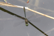 Cordulia aenea