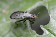 Coremacera