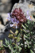 Coris monspeliensis