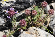 Coris monspeliensis