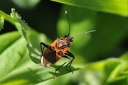 Corizus hyoscyami