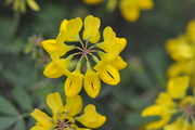 Coronilla valentina