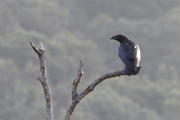 Corvus corax