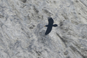 Corvus corax