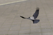 Corvus cornix