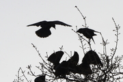 Corvus corone