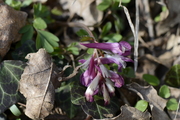 Corydalis solida