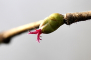 Corylus avellana