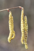 Corylus avellana