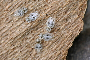 Corythucha ciliata