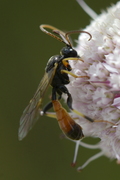 Cosmoconus