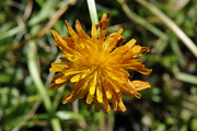 Crepis aurea