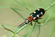 Crioceris asparagi