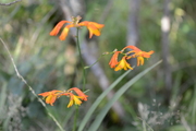 Crocosmia corcosmiiflora
