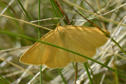 Crocota tinctaria