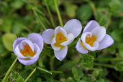 Crocus albiflorus