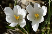 Crocus albiflorus