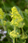 Cruciata laevipes