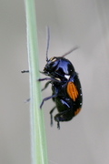 Cryptocephalus moraei