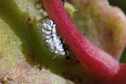 Cryptolaemus montrouzieri
