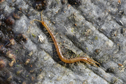Scolopendromorpha