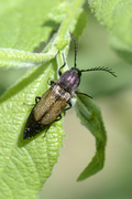 Ctenicera cuprea