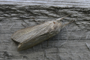 Cucullia umbratica