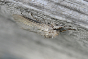 Cucullia umbratica