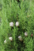 Cupressus sempervirens