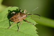 curculio-nucum001.jpg