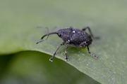 Curculio
